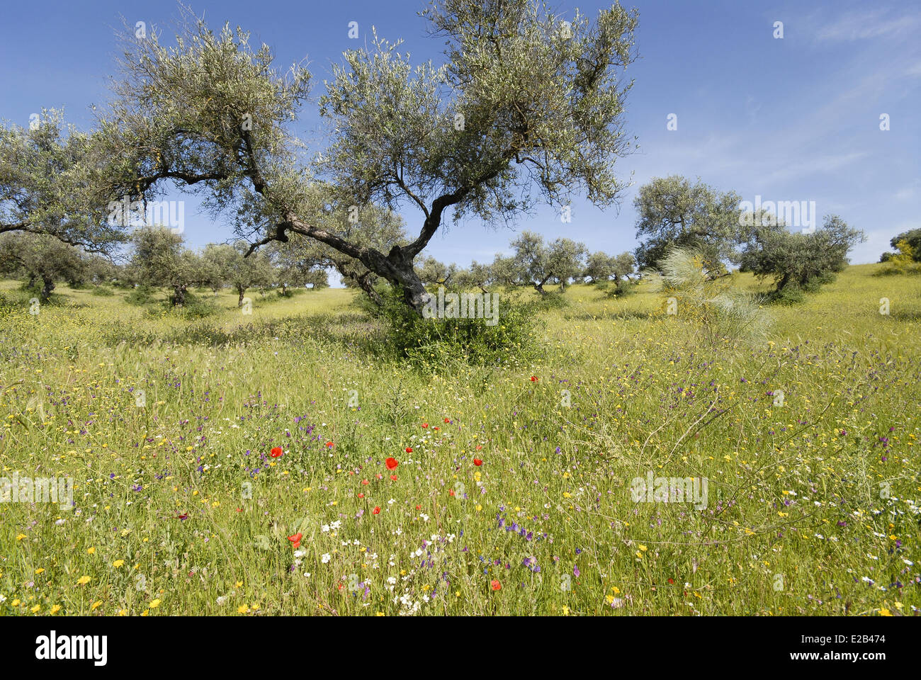 Spain, Andalucia, Gerena, Finca El cortijo Esparragal, olive groves in the spring, flowery meadow Stock Photo