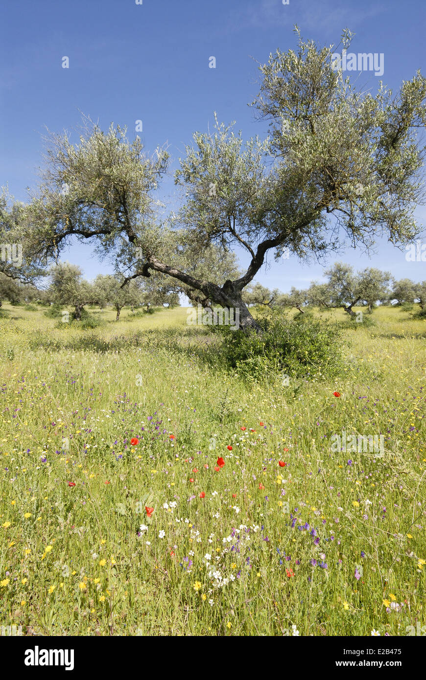 Spain, Andalucia, Gerena, Finca El cortijo Esparragal, olive groves in the spring, flowery meadow Stock Photo