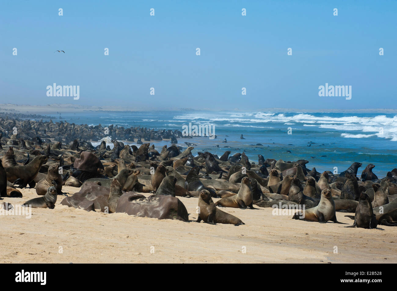 Namibia, Skeleton Coast National Park, Cape fur seal (Arctocephalus pusilus) Stock Photo
