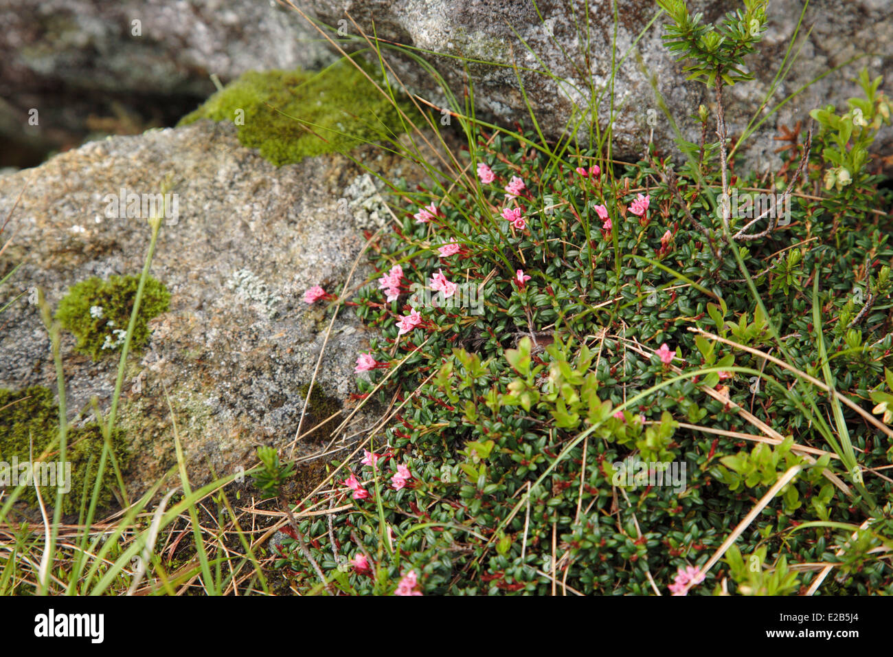 Alpine Azalea - Loiseleuria procumbens - along the Appalachian Trail in the Presidential Range of the White Mountains NH Stock Photo