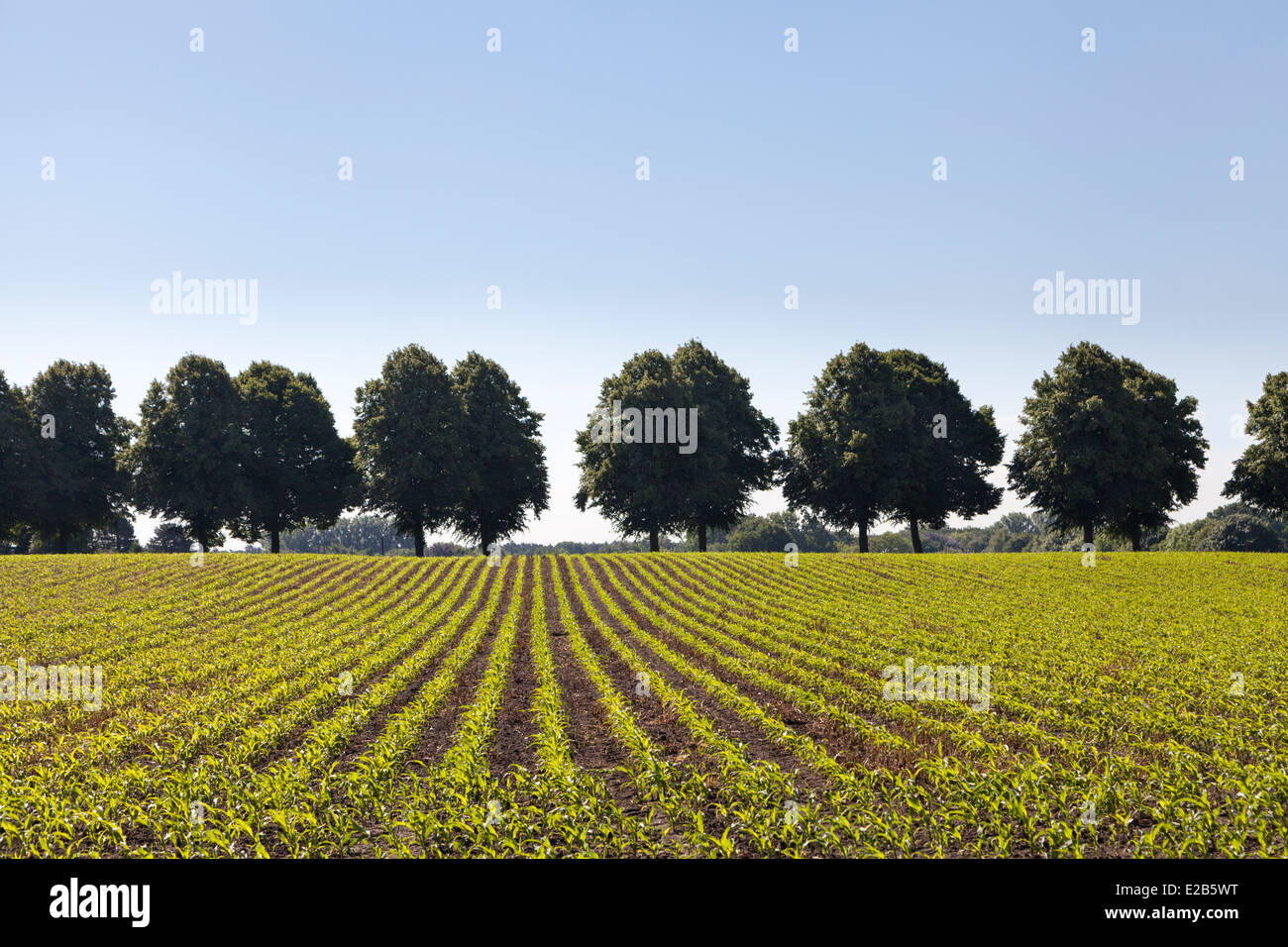 Field with young maize plants and perfect line of trees in background against clear blue sky Stock Photo