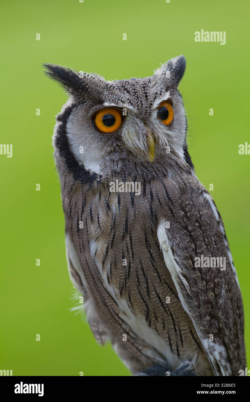 Southern White Faced Owl ptilopsis granti Captive Stock Photo