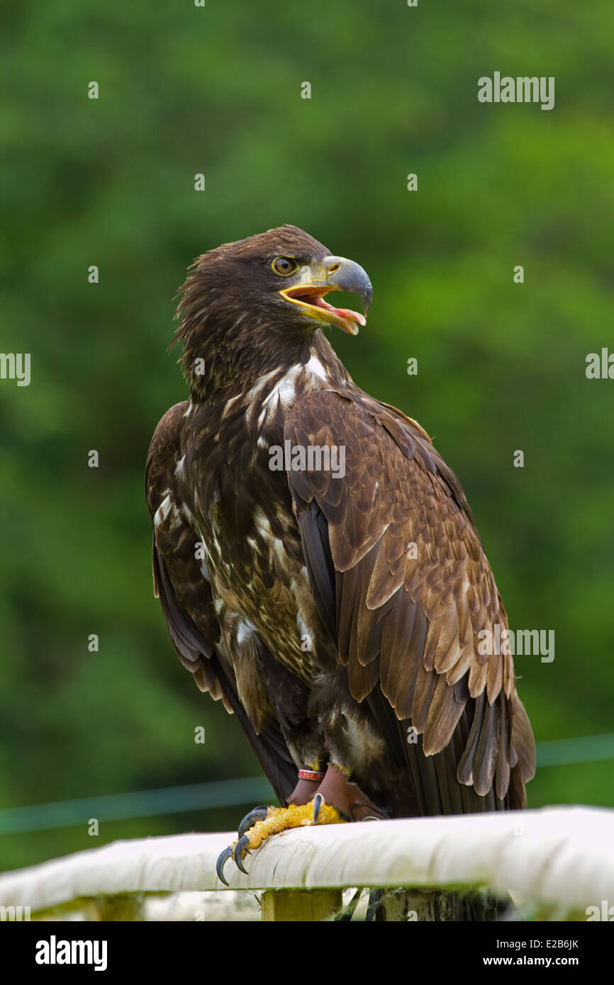 Bald Eagle Haliaeetus leucocephalus . captiveJuvenile Stock Photo