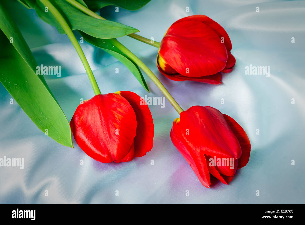 Three big beautiful tulips of bright red color with green leaves ...