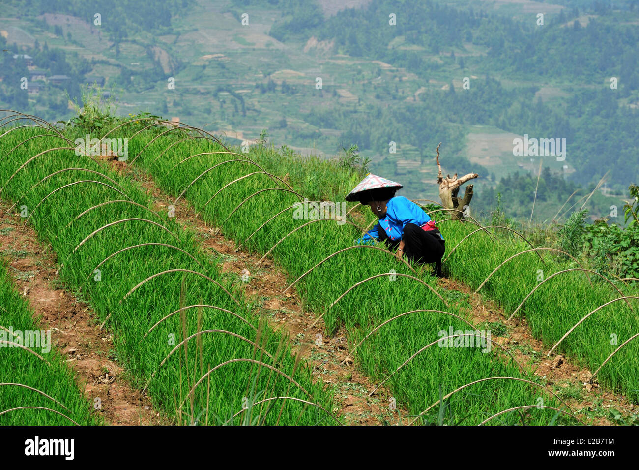 China, Guangxi Province, Longsheng, rice terraces at Longji Stock Photo ...