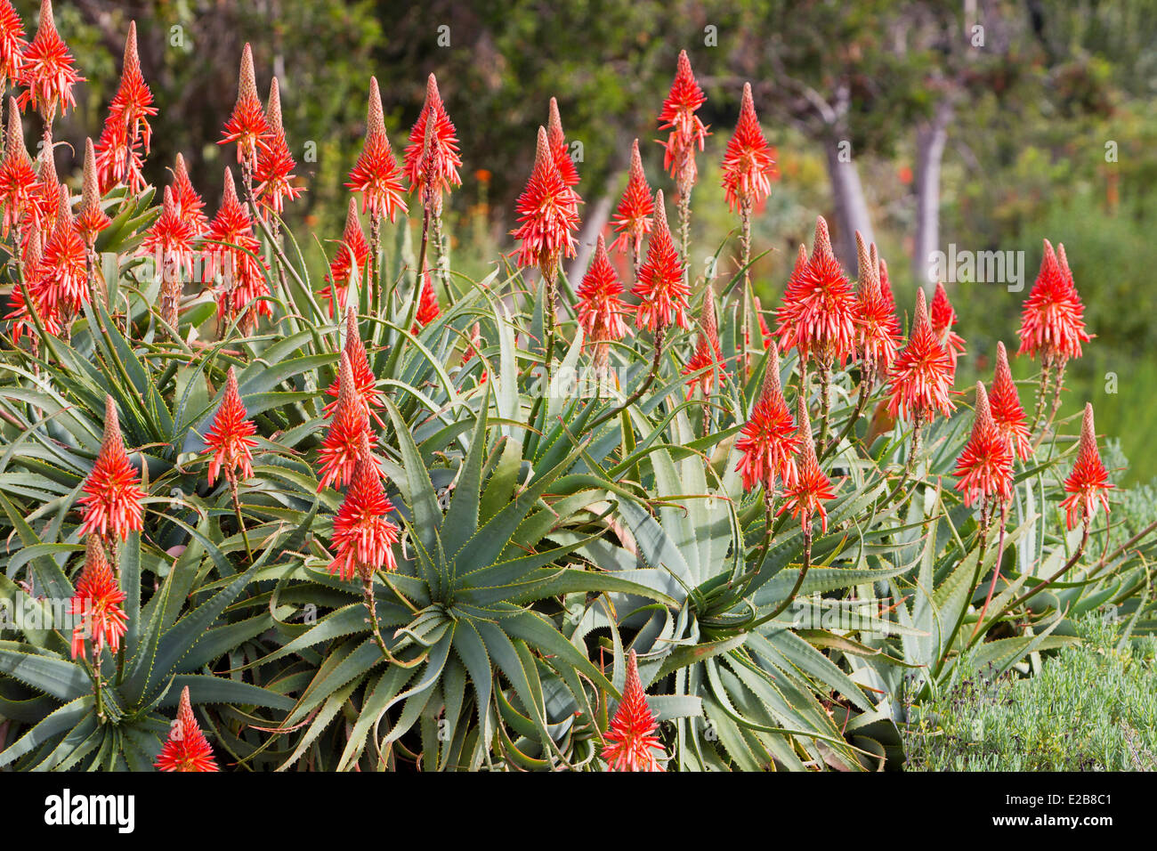 South Africa, Western Cape, Cape Town, Kirstenbosch National Botanical Garden, Krantz Aloe (Aloe arborescens), multi stemmed Stock Photo