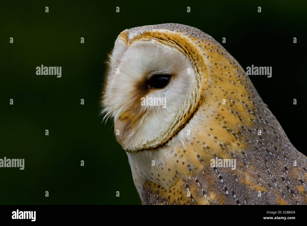 african barn owl. captive Stock Photo
