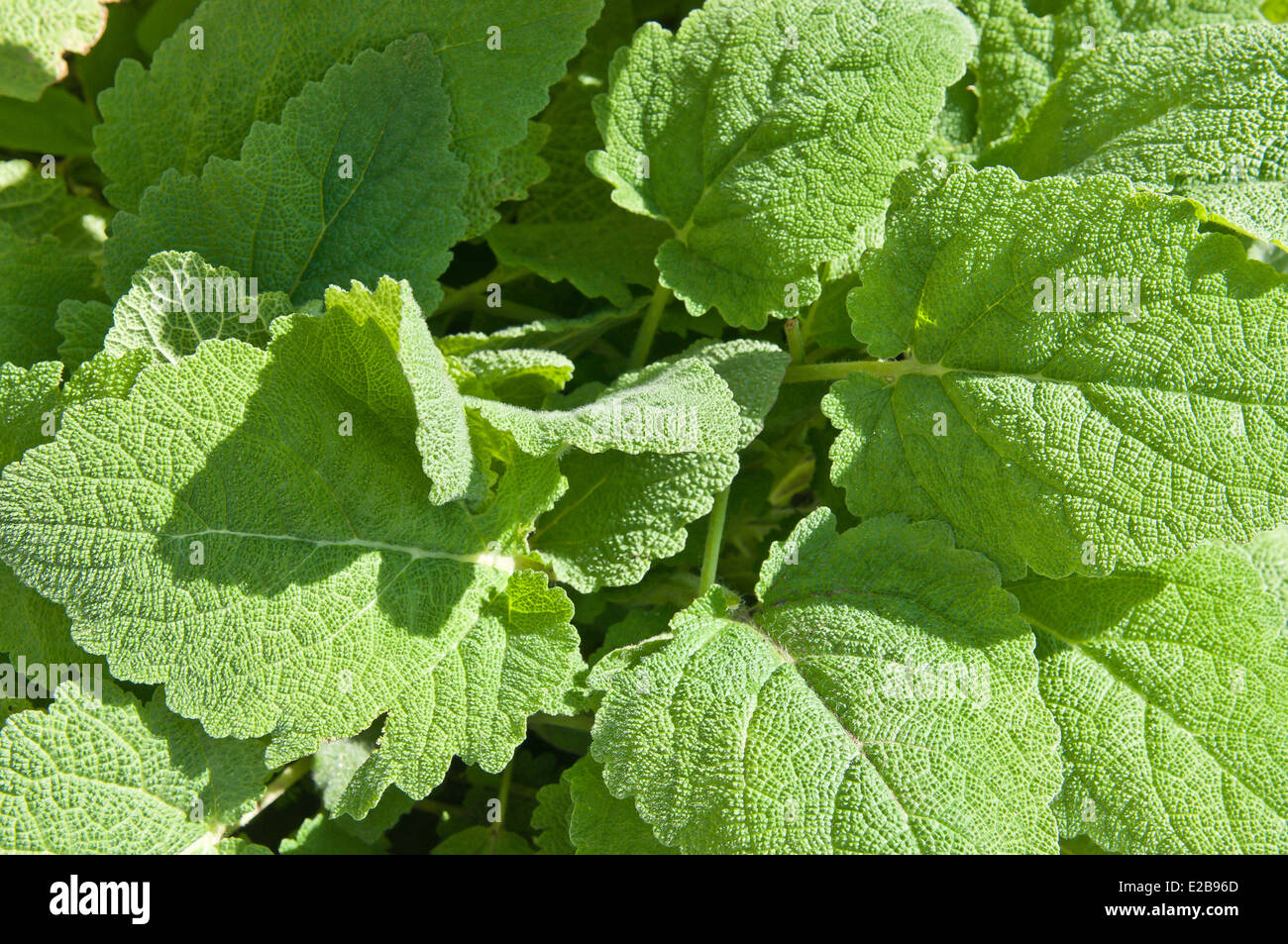 Salvia sclarea green leaves Stock Photo