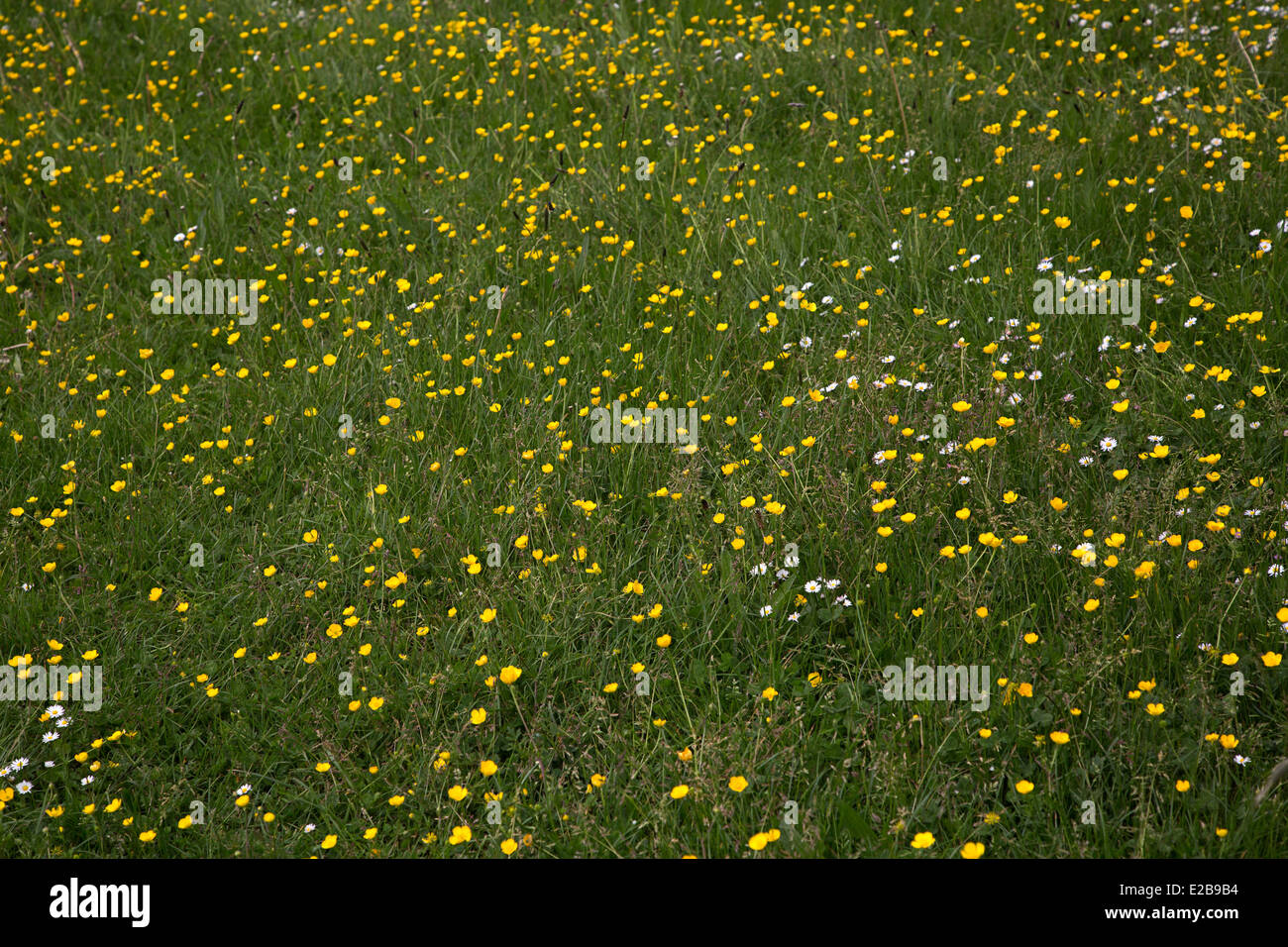 Flowery meadow, especially Buttercups Stock Photo