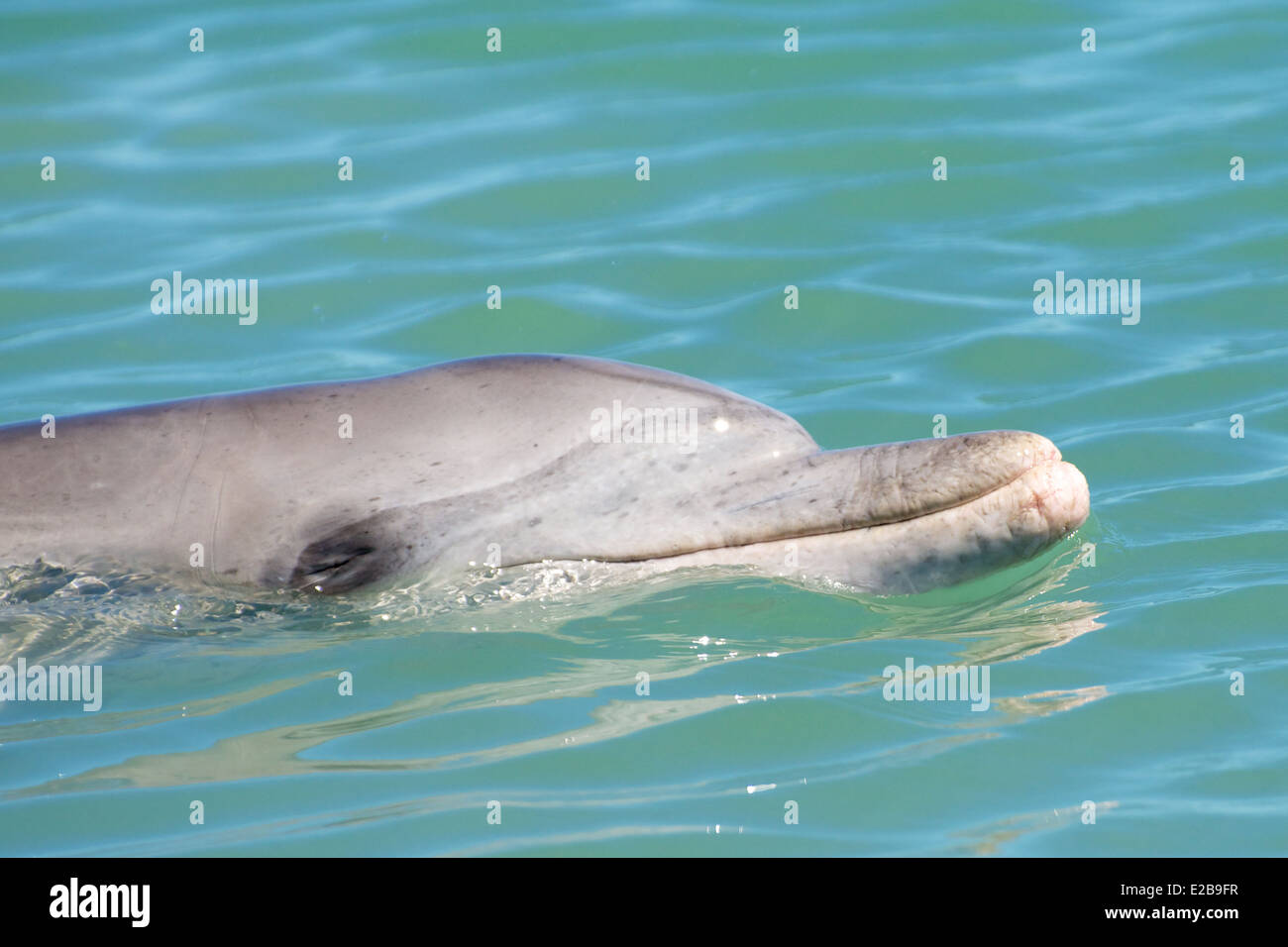 A bottlenose dolphin close to the beach at Monkey Mia, Western Australia. Stock Photo