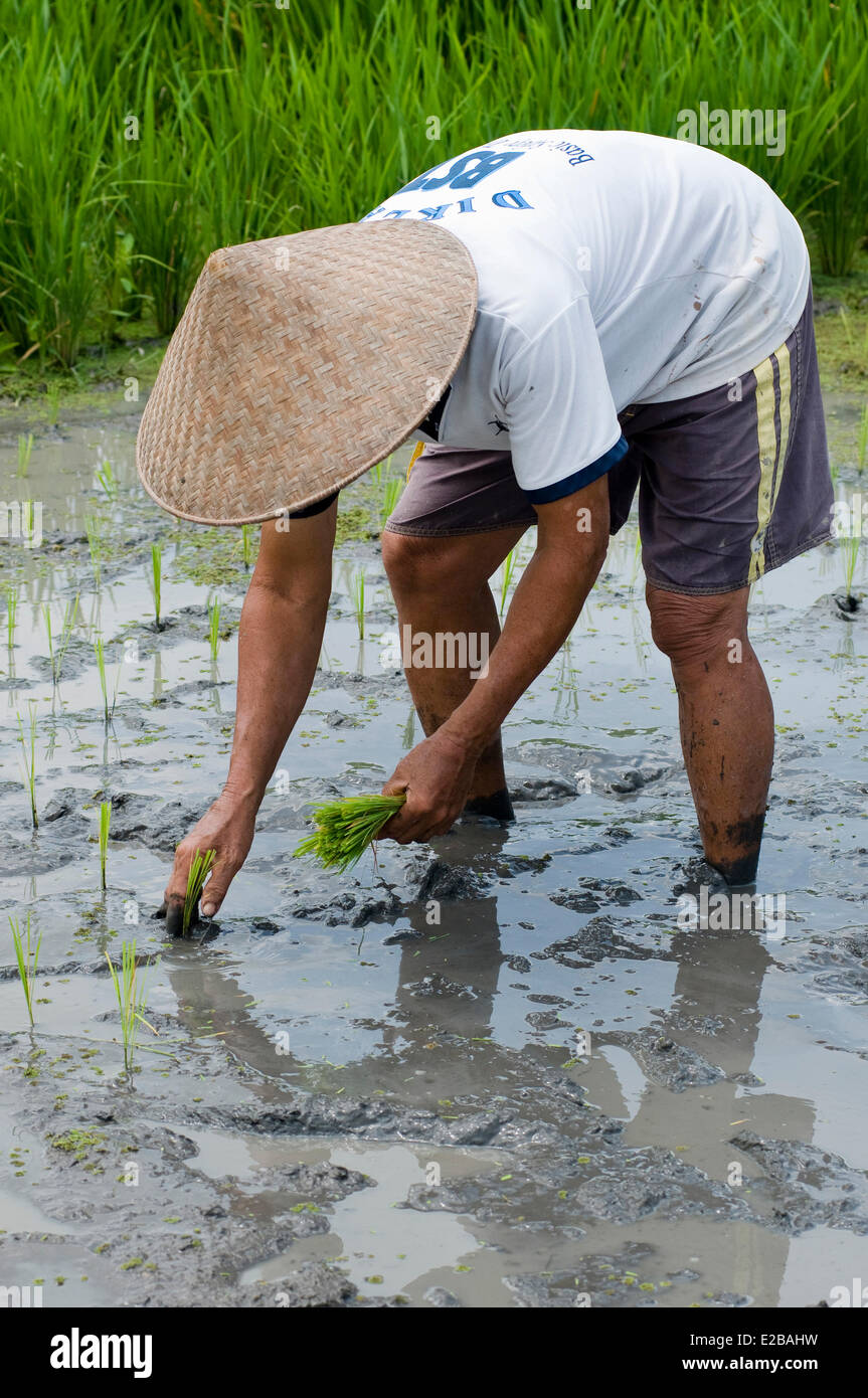 Indonesia, Bali, Tabanan, Tunjuk traditional village Taman Sari Buwana, Subak irrigation system, UNESCO, rice transplanting Stock Photo