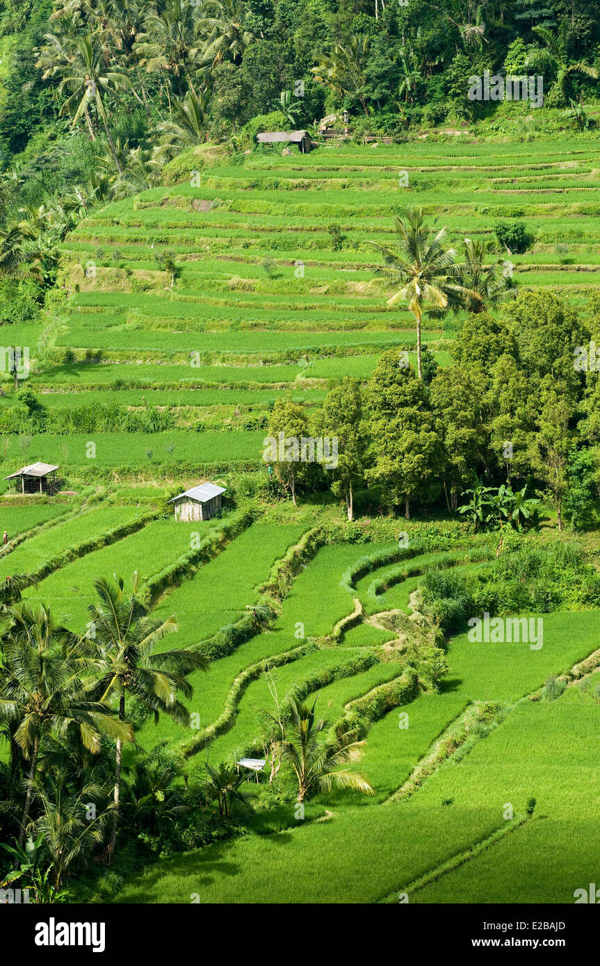 Indonesia, Bali, Subak irrigation system, listed as World Heritage by UNESCO Stock Photo