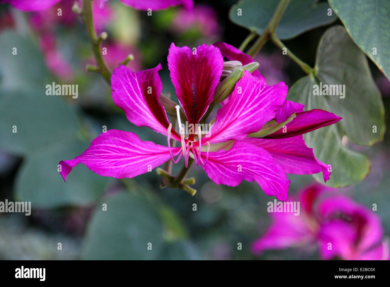 Chinese Lily Stock Photo