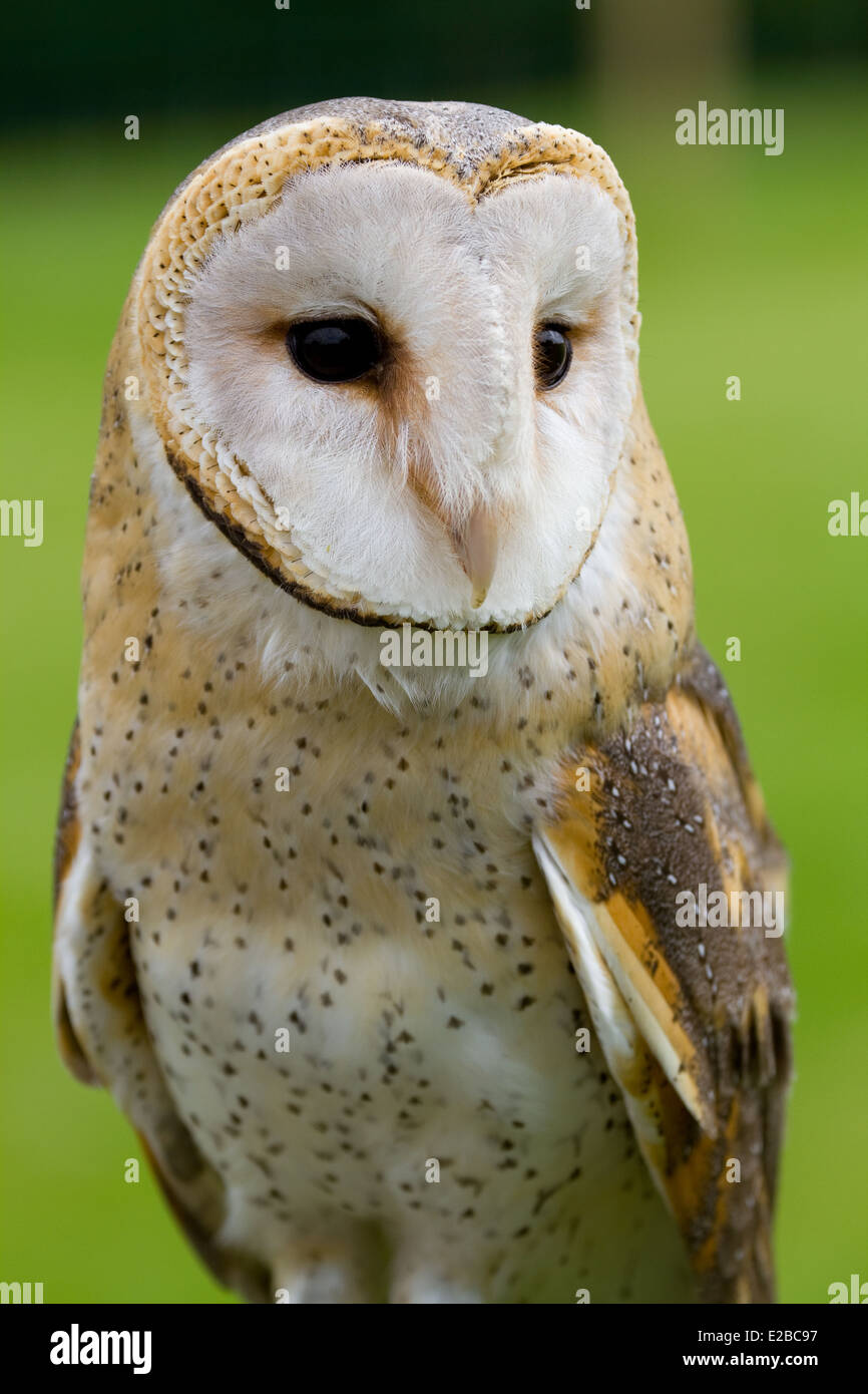 african barn owl. captive Stock Photo