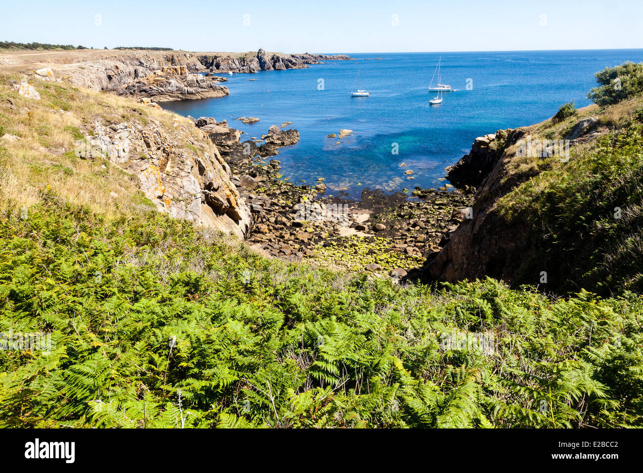 France, Vendee, Ile d'Yeu, ferns and the wild coast Stock Photo
