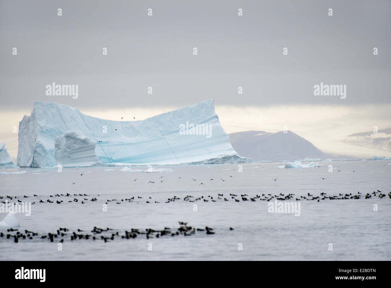 Greenland, Melville Bay, Cape York, Little auks and drifting icebergs Stock Photo