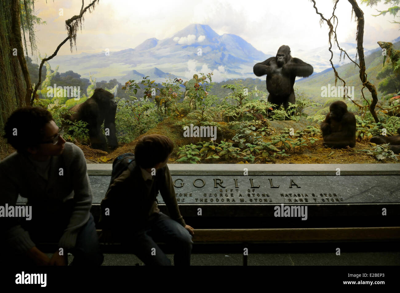 United States, New York City, Manhattan, Upper West Side, American Museum of Natural History, habitat dioramas, gorillas of Central Africa Stock Photo