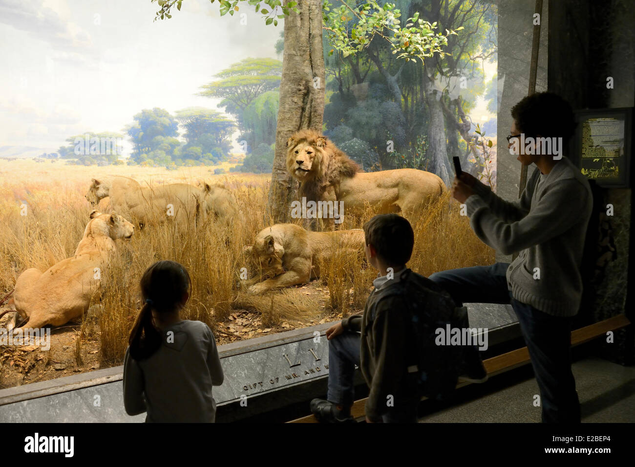 United States, New York City, Manhattan, Upper West Side, American Museum of Natural History, habitat dioramas, lions Stock Photo