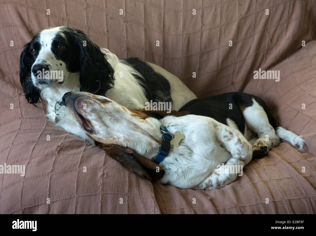 Four month old basset hound puppy on a chair with an older working cocker spaniel Stock Photo