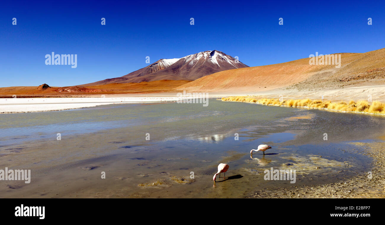 Bolivia, Potosi Department, Sur Lipez Province, Eduardo Avaroa Andean Fauna National Reserve, Laguna Hedionda whose waters teem Stock Photo