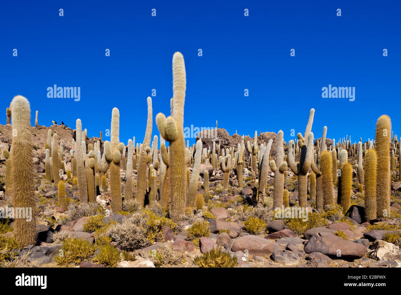 Bolivia, Potosi Deparment, Salar de Uyuni, Isla Incahuasi (Isla Pescado), Trichoreceus Cactus Stock Photo