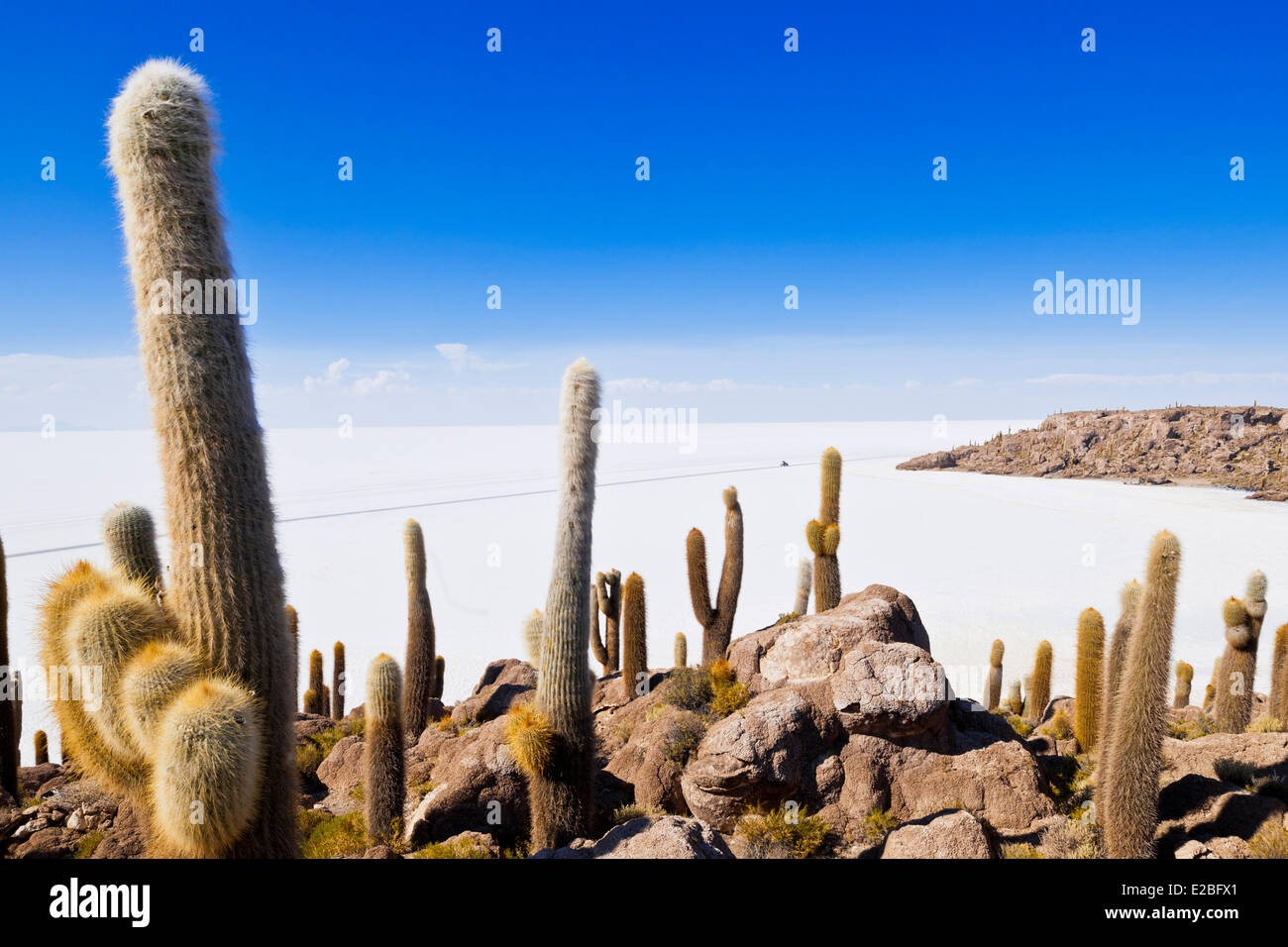 Bolivia, Potosi Deparment, Salar de Uyuni, Isla Incahuasi (Isla Pescado), Trichoreceus Cactus Stock Photo