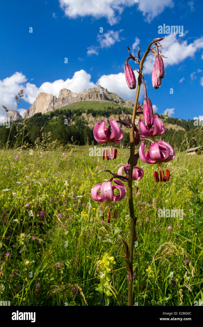 Italy, Trentino Alto Adige, Dolomites, listed as World Heritage by UNESCO, Trento, Lys martagon (Lilium martagon) on an alpine meadow cervical Costalunga (1753 m) Stock Photo