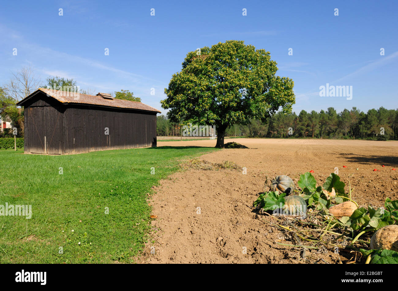 tobacco barn france France, Gironde, Puybarban Lapierre, property of Beaucorps, tobacco barn in  the garden of the property Stock Photo
