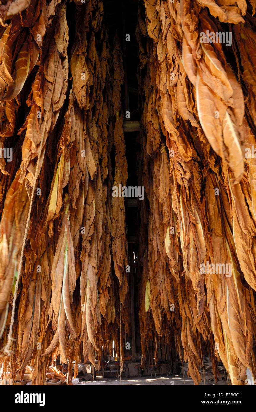 tobacco barn france France, Gironde, Pondaurat, tobacco barn, tobacco leaves suspended Stock  Photo