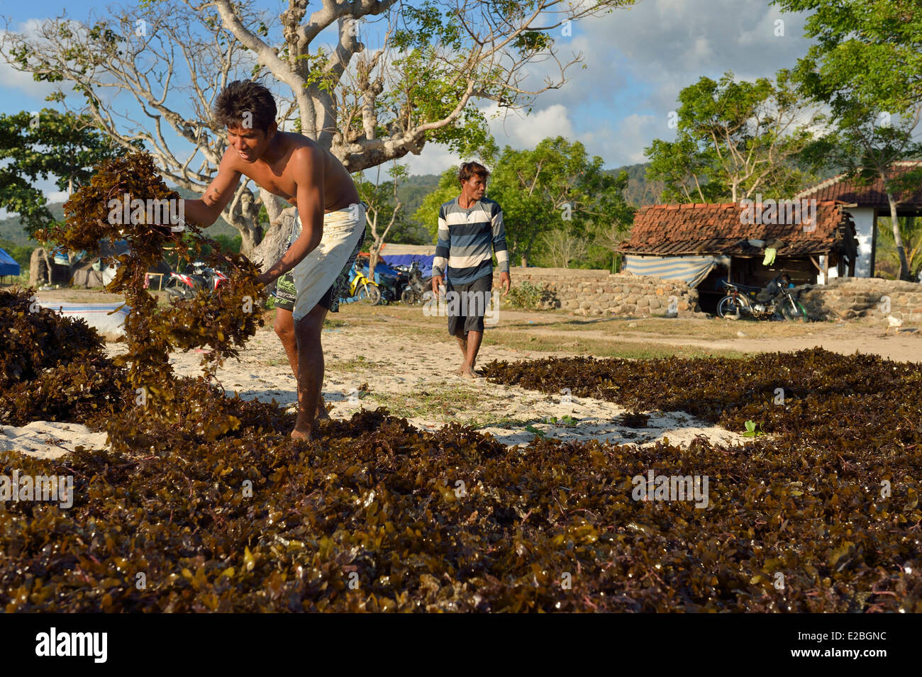 Indonesia, Sumbawa, seaweeds cultivation at Pantai Lakey, beach also famous for its surf breaks Stock Photo
