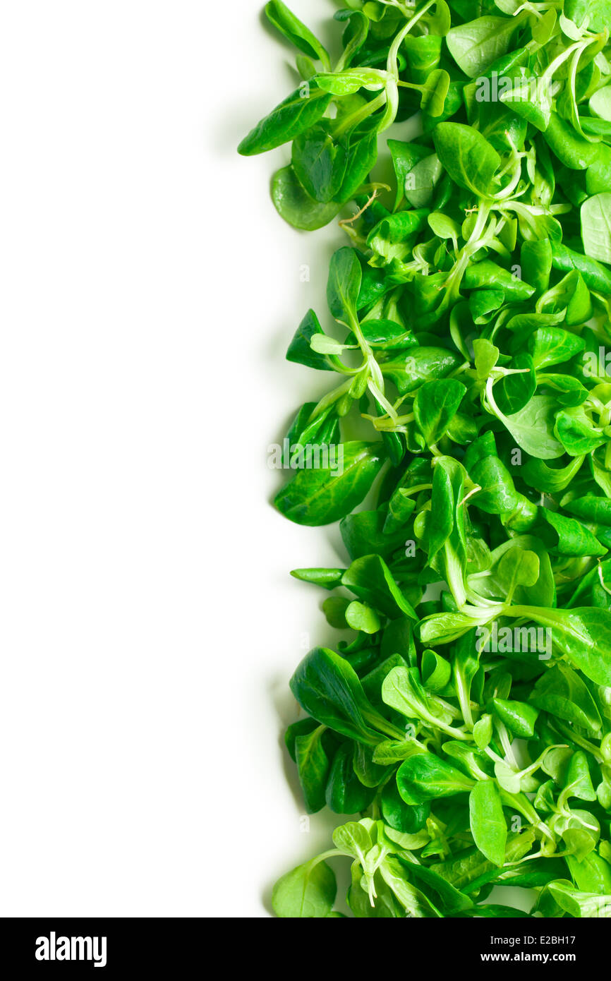 corn salad, lamb's lettuce on white background Stock Photo Alamy
