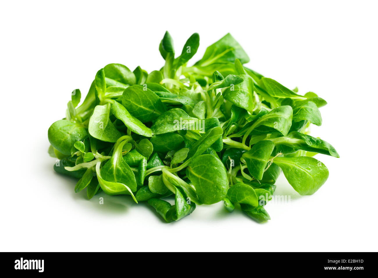 corn salad, lamb's lettuce on white background Stock Photo Alamy