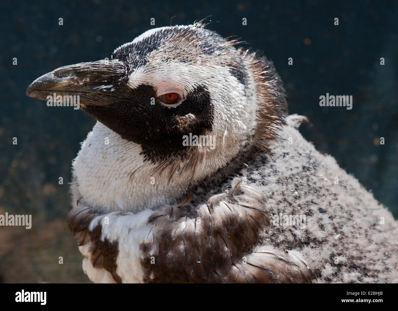 Black Footed/African Penguin (spheniscus demersus) moulting Stock Photo