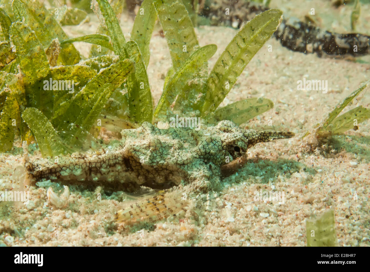 Dragon sea moth Stock Photo