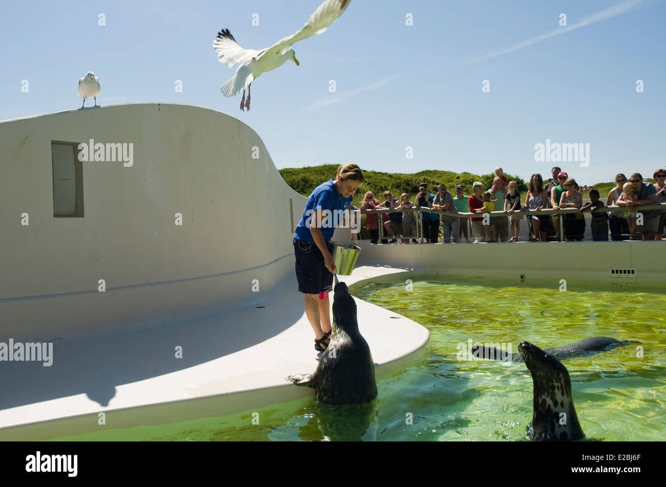 Seal in Ecomare. Texel Island. Friesland province. Fryslan. Netherlands ...