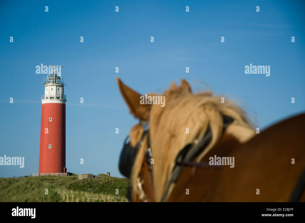 Texel lighthouse. Stroll in horse carriage. Texel Island. Friesland ...