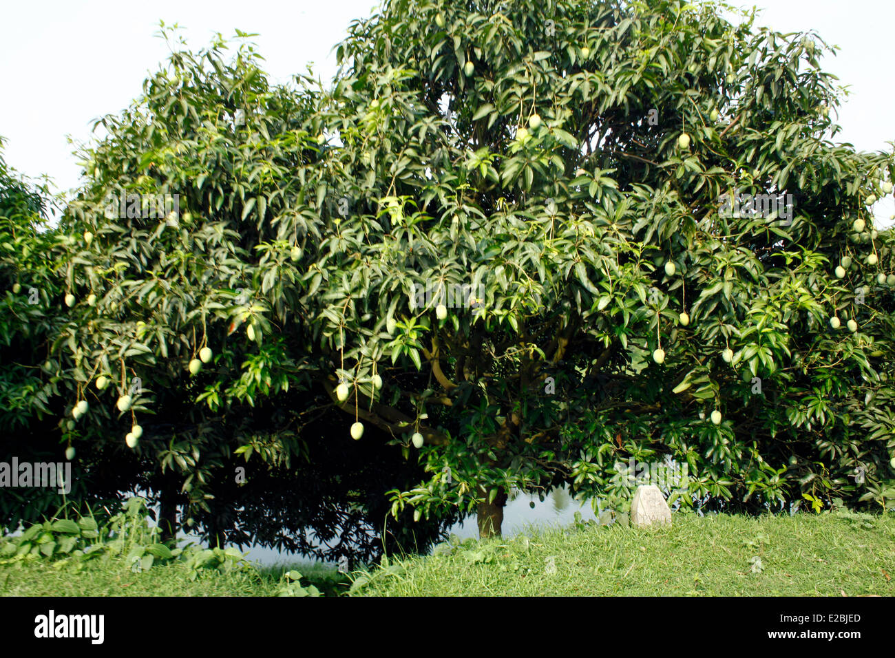 Mango garden Bangladesh generally produces about 800,000 metric tons of mangoes on 51,000 hectors of land. Chapainawabganj alone produces almost 200,000 tons of mangoes on 23,282 hectares of land. Stock Photo