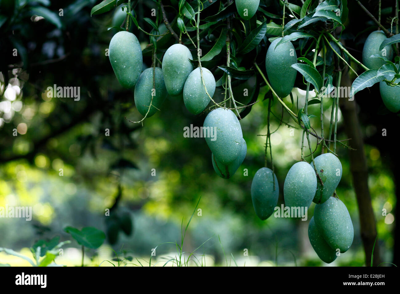 Mango garden Bangladesh generally produces about 800,000 metric tons of mangoes on 51,000 hectors of land. Chapainawabganj alone produces almost 200,000 tons of mangoes on 23,282 hectares of land. Stock Photo