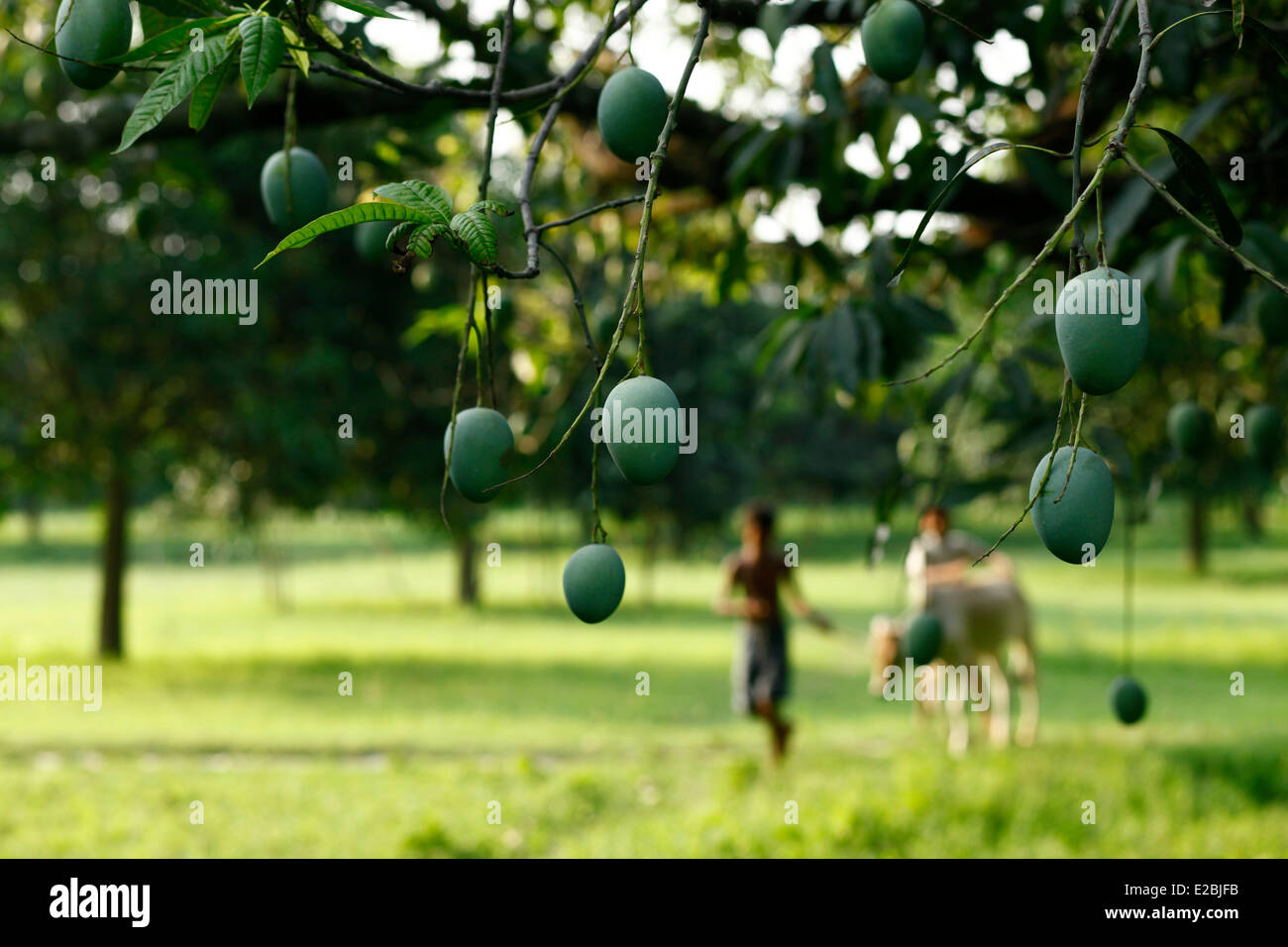 Mango garden Bangladesh generally produces about 800,000 metric tons of mangoes on 51,000 hectors of land. Chapainawabganj alone produces almost 200,000 tons of mangoes on 23,282 hectares of land. Stock Photo