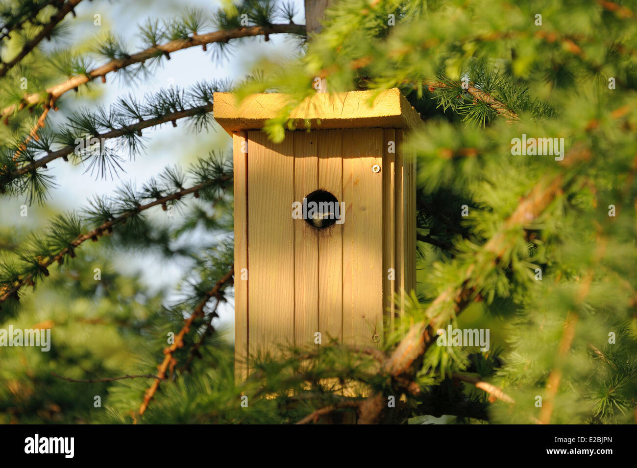 размер скворечника для скворцов своими руками. скворечник ответы. скворечник ответы. скворечник "синичник". правильные размеры скворечника чертеж для скворцов.