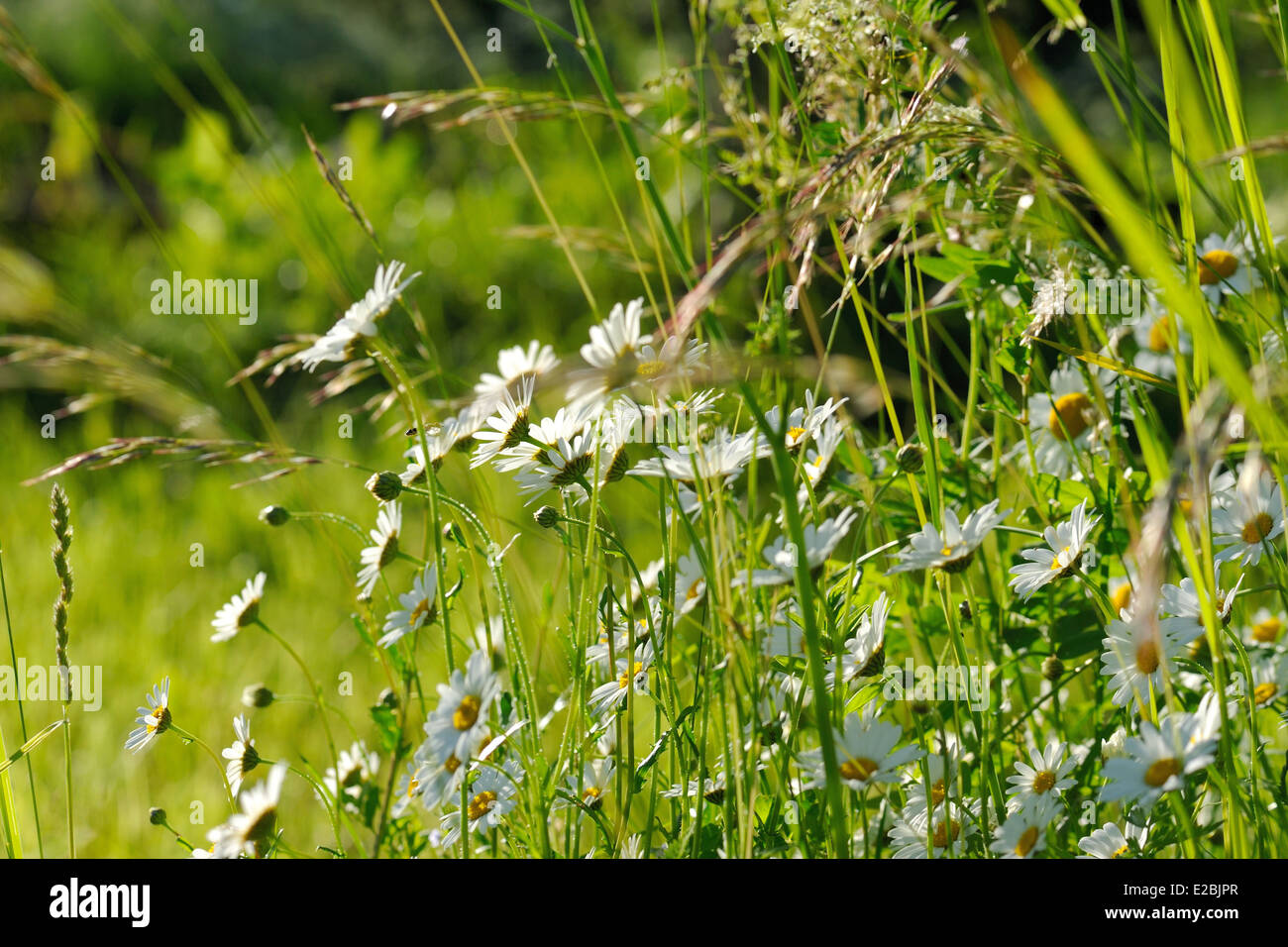 Oxeye daisy (Leucanthemum vulgare) flowers in green grass Stock Photo