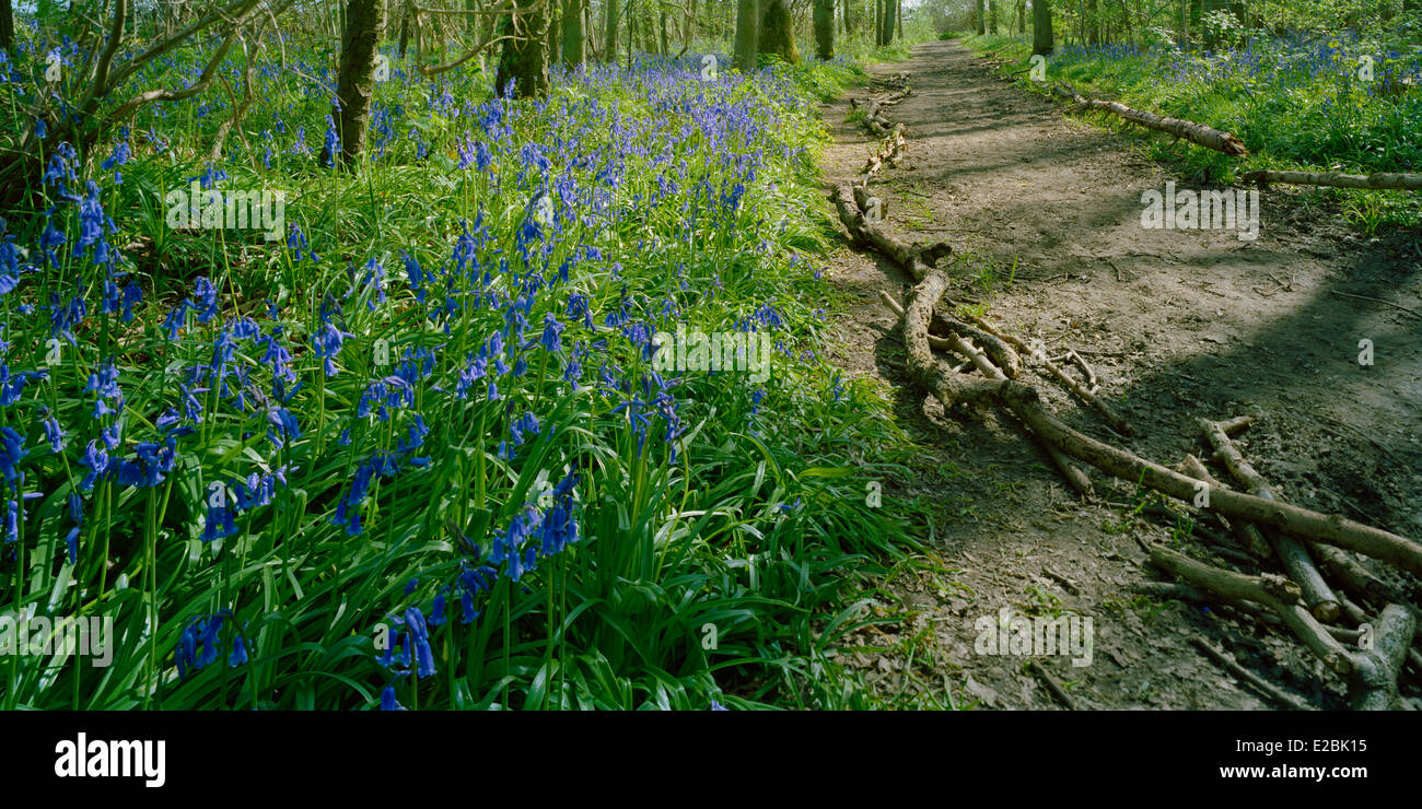 English bluebells in Gamlingay Wood Cambridgeshire Stock Photo Alamy
