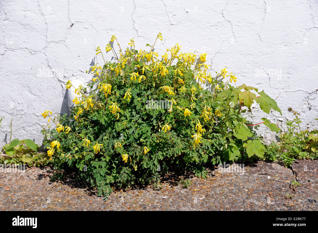 Corydalis lutea - Yellow corydalis growing from a crack at the edge of a building, Highbury, London Borough of Islington Stock Photo