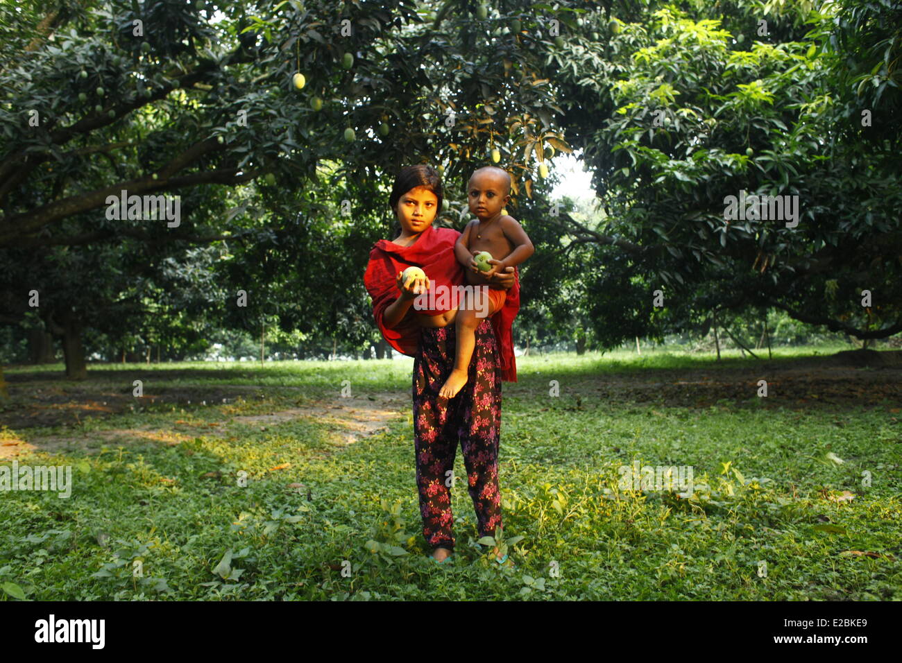 Chapainawabganj, Bangladesh. 17th June, 2014. Children collecting mango from mango garden Bangladesh generally produces about 800,000 metric tons of mangoes on 51,000 hectors of land. Chapainawabganj alone produces almost 200,000 tons of mangoes on 23,282 hectares of land. Credit:  zakir hossain chowdhury zakir/Alamy Live News Stock Photo