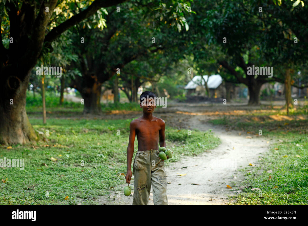 Chapainawabganj, Bangladesh. 17th June, 2014. Children collecting mango from mango garden Bangladesh generally produces about 800,000 metric tons of mangoes on 51,000 hectors of land. Chapainawabganj alone produces almost 200,000 tons of mangoes on 23,282 hectares of land. Credit:  zakir hossain chowdhury zakir/Alamy Live News Stock Photo