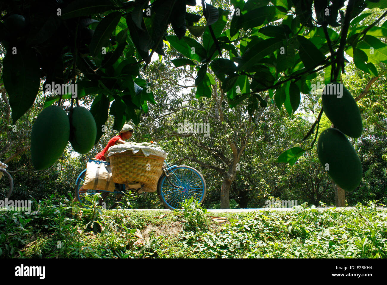 Chapainawabganj, Bangladesh, 17th June, 2014. Chapainawabganj, Bangladesh, 17th June, 2014. People carrying mango from garden to mango market for sale in Bangladesh. Bangladesh generally produces about 800,000 metric tons of mangoes on 51,000 hectors of land. Chapainawabganj alone produces almost 200,000 tons of mangoes on 23,282 hectares of land. © zakir hossain chowdhury zakir/Alamy Live News Credit:  zakir hossain chowdhury zakir/Alamy Live News Stock Photo