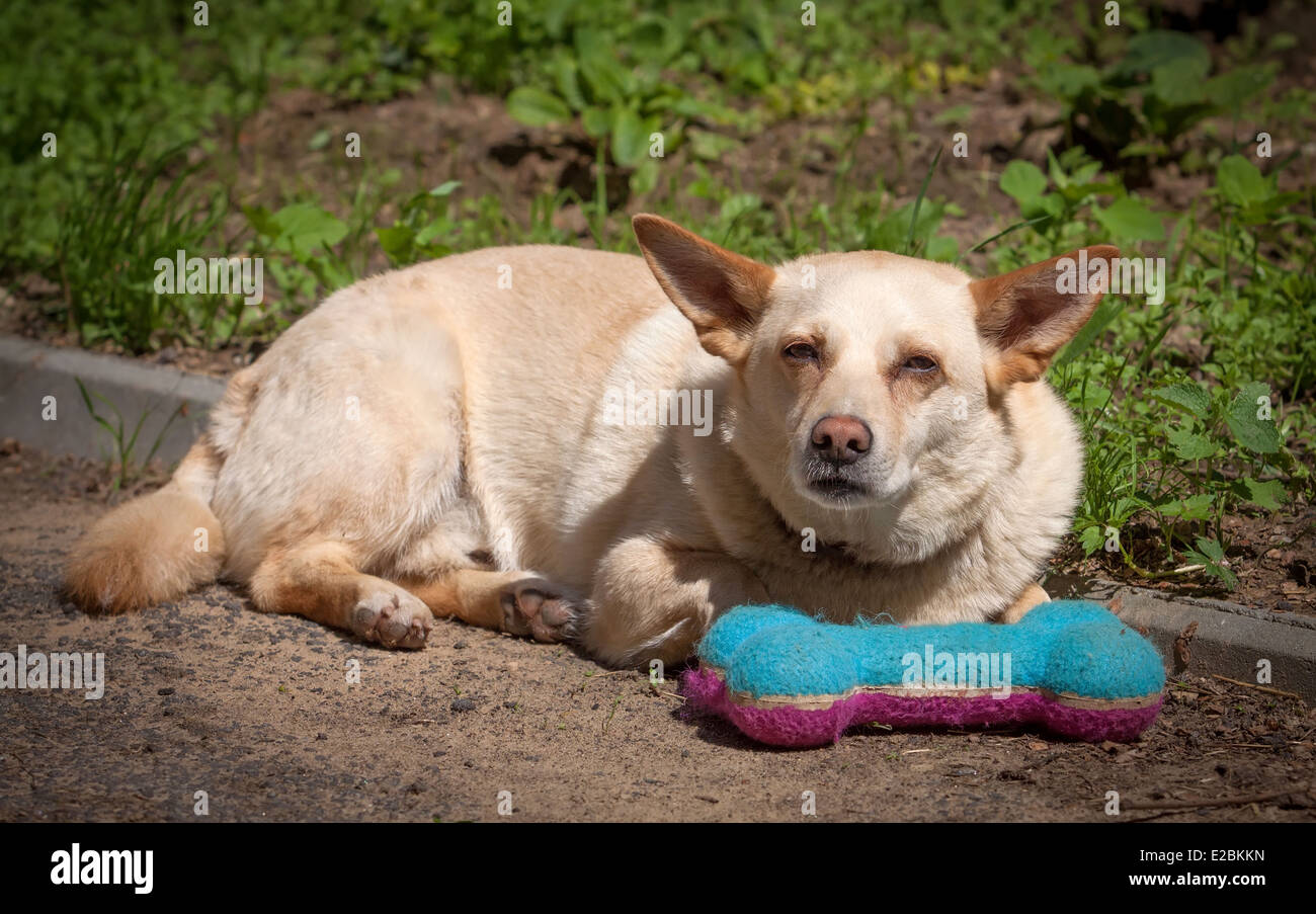 Dog lying on ground hires stock photography and images Alamy
