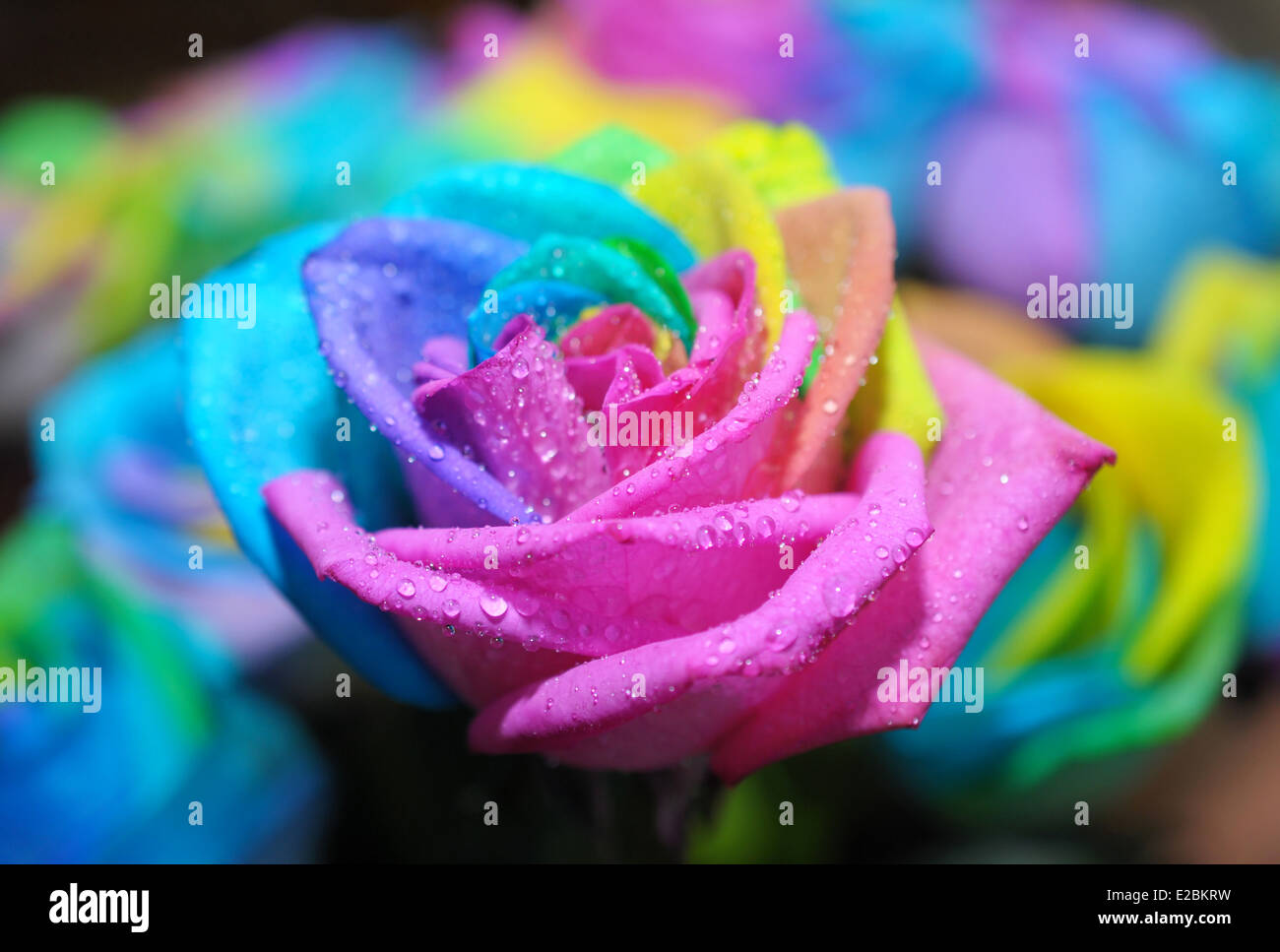 Rainbow Flower, dyed flower peddles Stock Photo Alamy