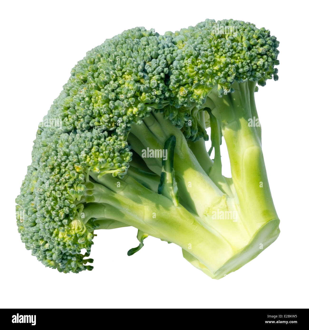 Broccoli cut out or isolated against a white background. Stock Photo