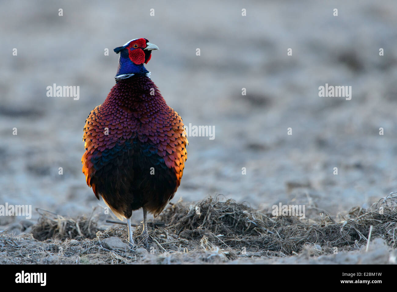 Male Ring-necked Pheasant, Western Montana Stock Photo